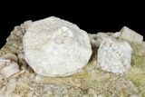 Fossil Crinoid (Eutrochocrinus & Eretmocrinus) Calyxes - Missouri #130280-2
